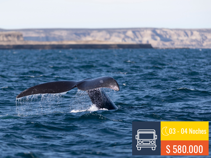 PUERTO MADRYN EN BUS 2026🚍