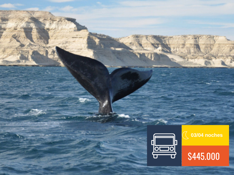 PUERTO MADRYN EN BUS 2026🚍